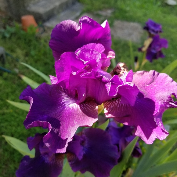 Giant Hello From Georgia! :) - Picture 7 of 10